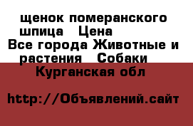 щенок померанского шпица › Цена ­ 45 000 - Все города Животные и растения » Собаки   . Курганская обл.